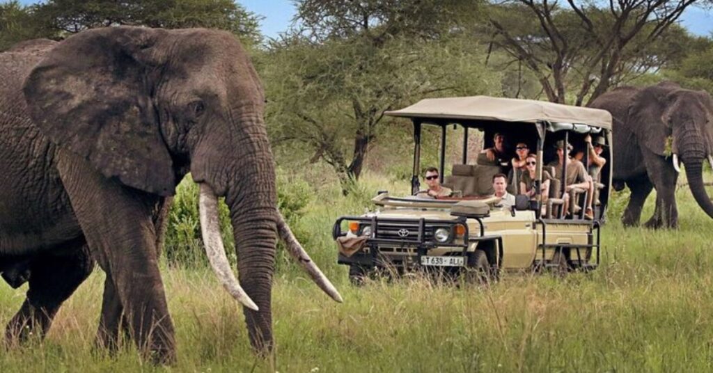 unforgettable wildlife safari experiences