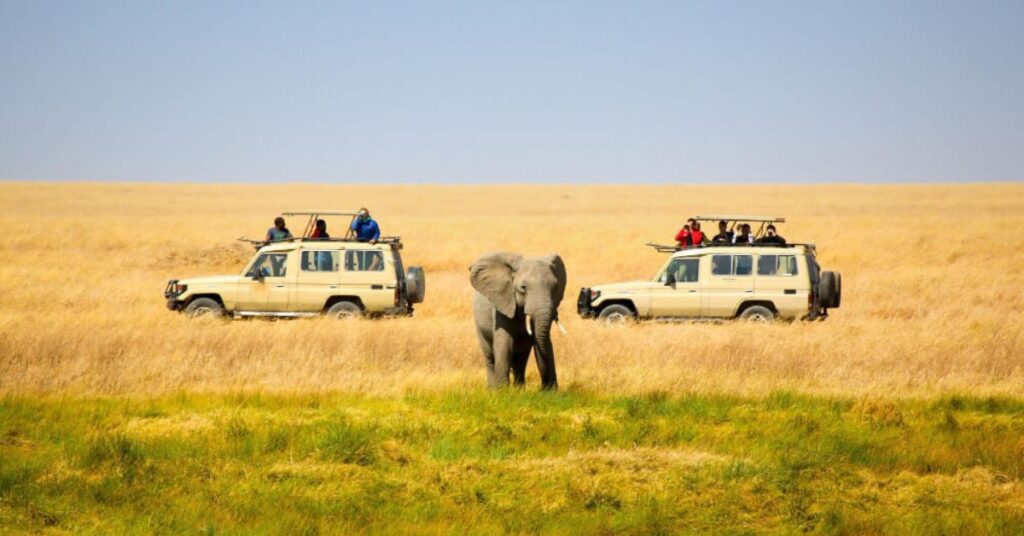 unforgettable wildlife safari experiences