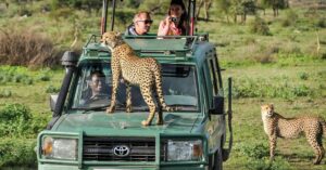 unforgettable wildlife safari experiences