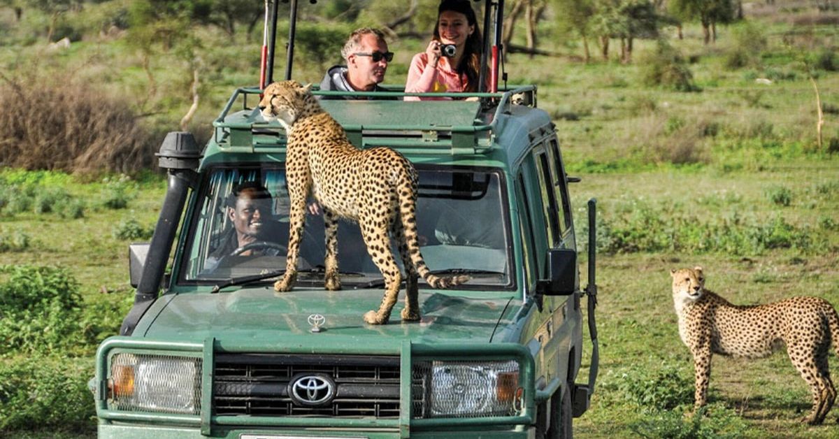 unforgettable wildlife safari experiences